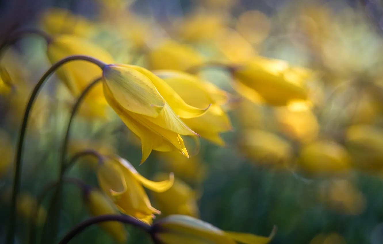 Photo wallpaper yellow, Bud, tulips