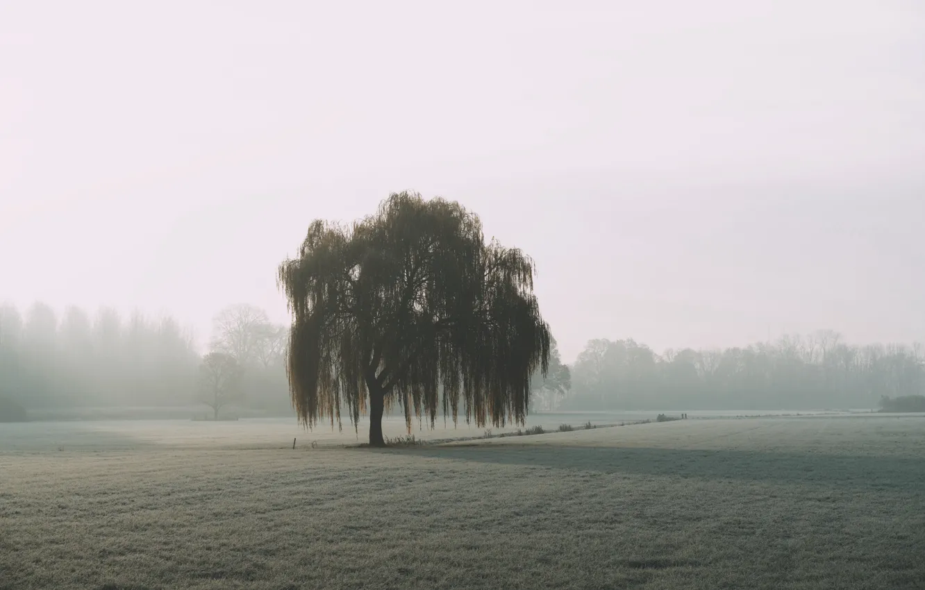 Photo wallpaper field, nature, tree, fog, willow
