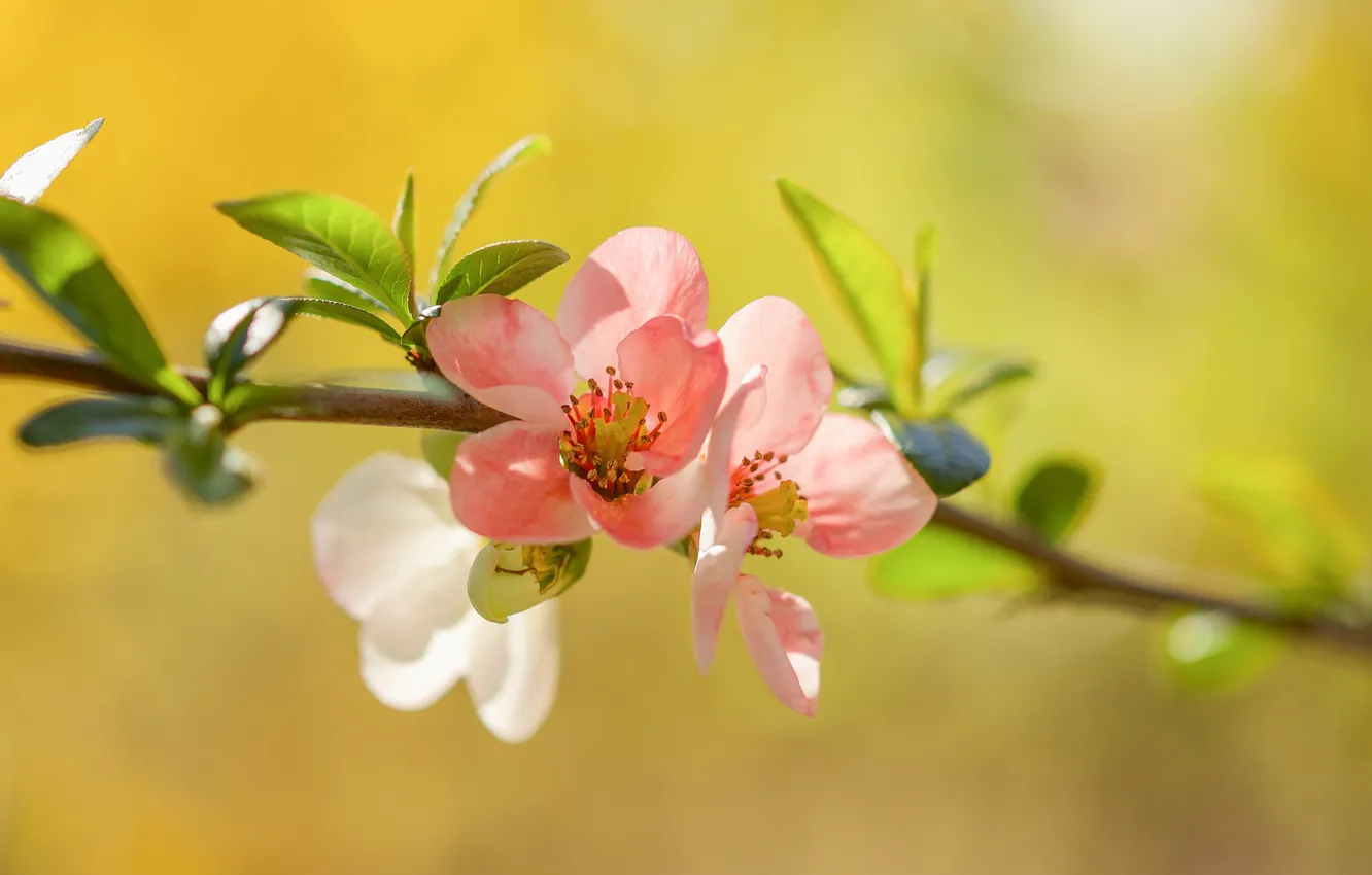 Photo wallpaper branch, spring, flowering