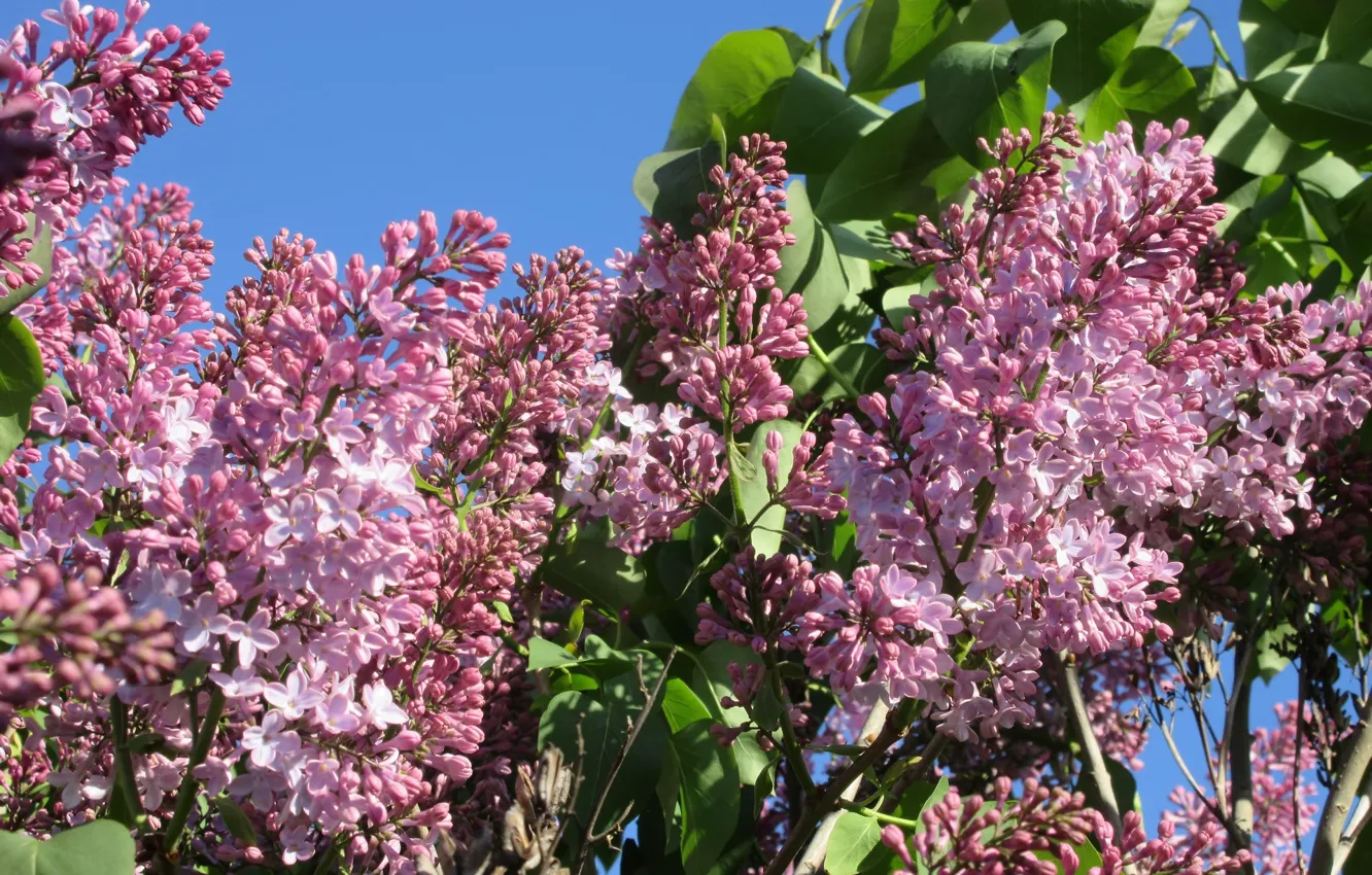 Photo wallpaper beauty, morning, lilac, spring 2018, Mamala ©
