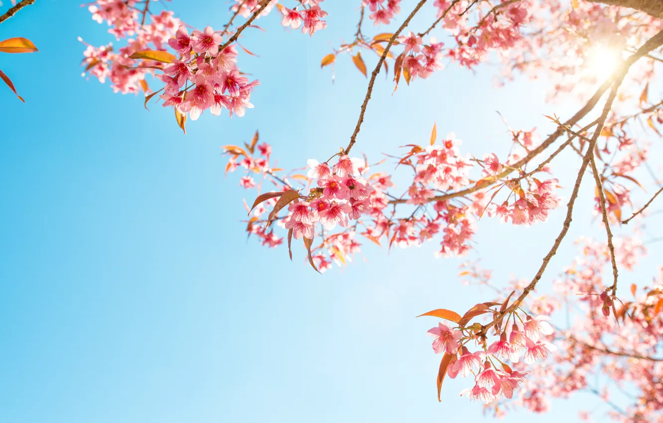 Photo wallpaper the sky, branches, spring, Sakura, flowering, pink, blossom, sakura