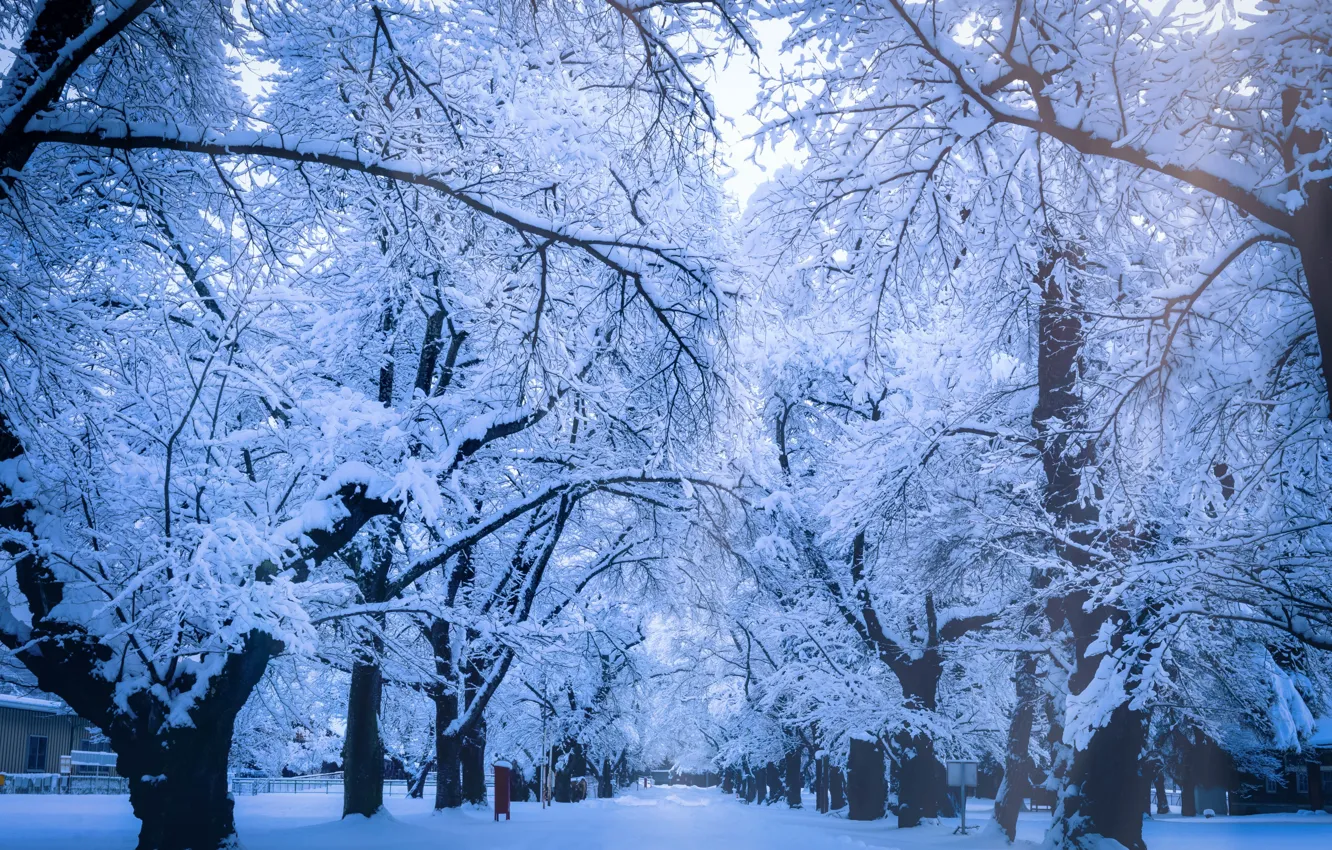 Photo wallpaper winter, frost, forest, snow, trees, branches, Park, in the snow