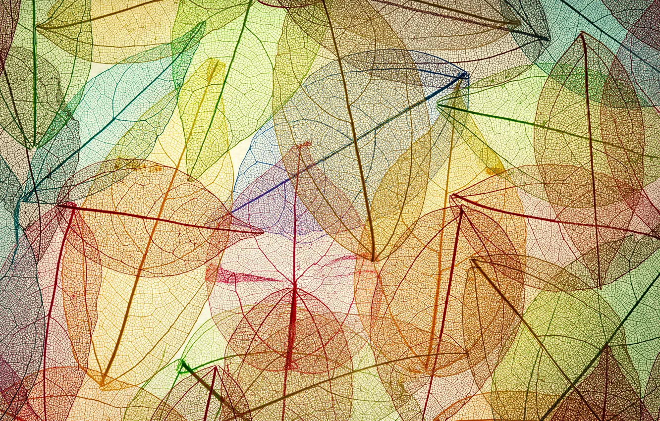 Photo wallpaper leaves, background, colorful, abstract, autumn, leaves, autumn, transparent