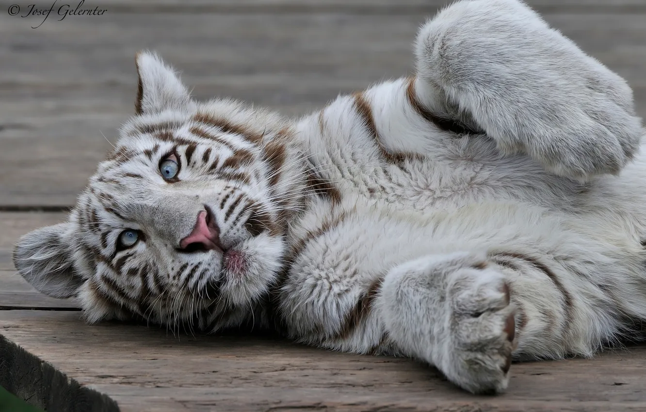 Photo wallpaper kitty, white tiger, tiger