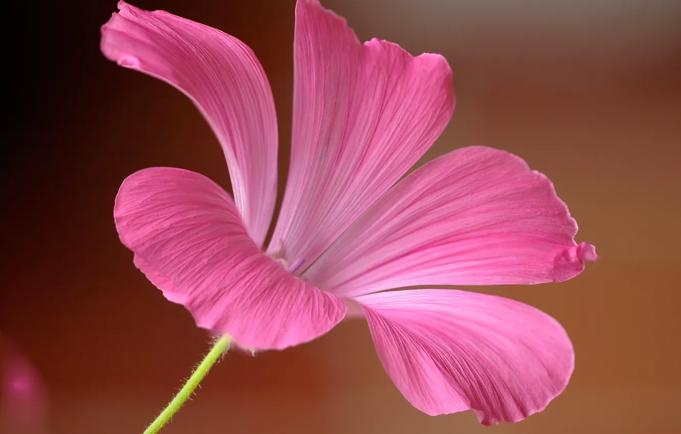 Photo wallpaper flowers, nature, plant, petals