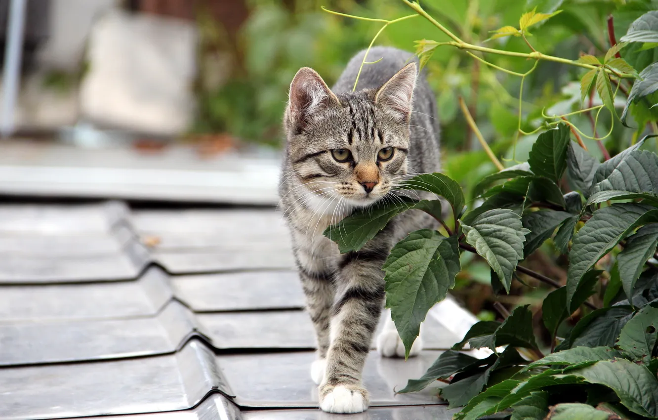 Photo wallpaper cat, leaves, background