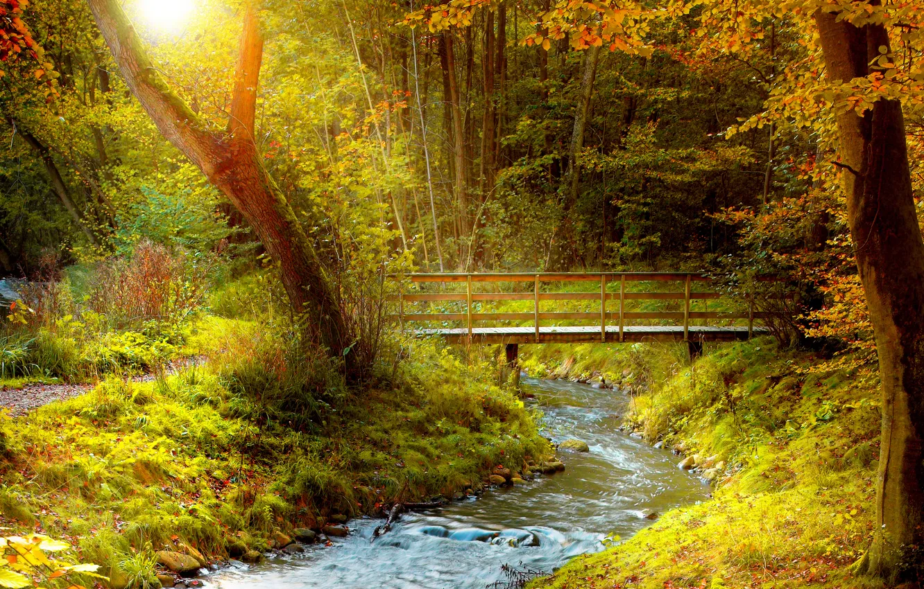 Photo wallpaper forest, grass, the sun, rays, trees, river, the bridge