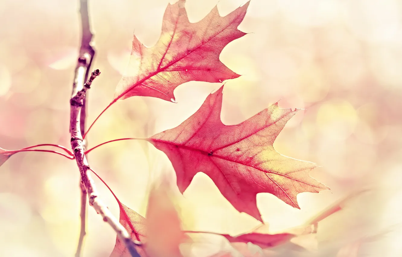 Photo wallpaper autumn, leaves, nature