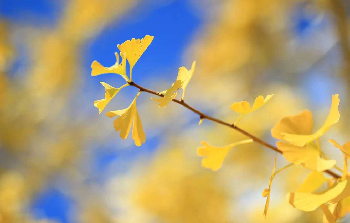 Photo wallpaper autumn, leaves, branches