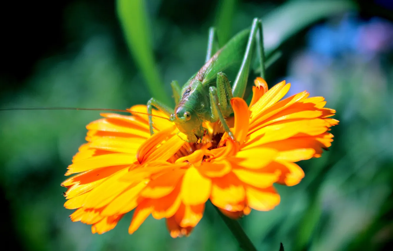 Photo wallpaper greens, flowers, insect, grasshopper