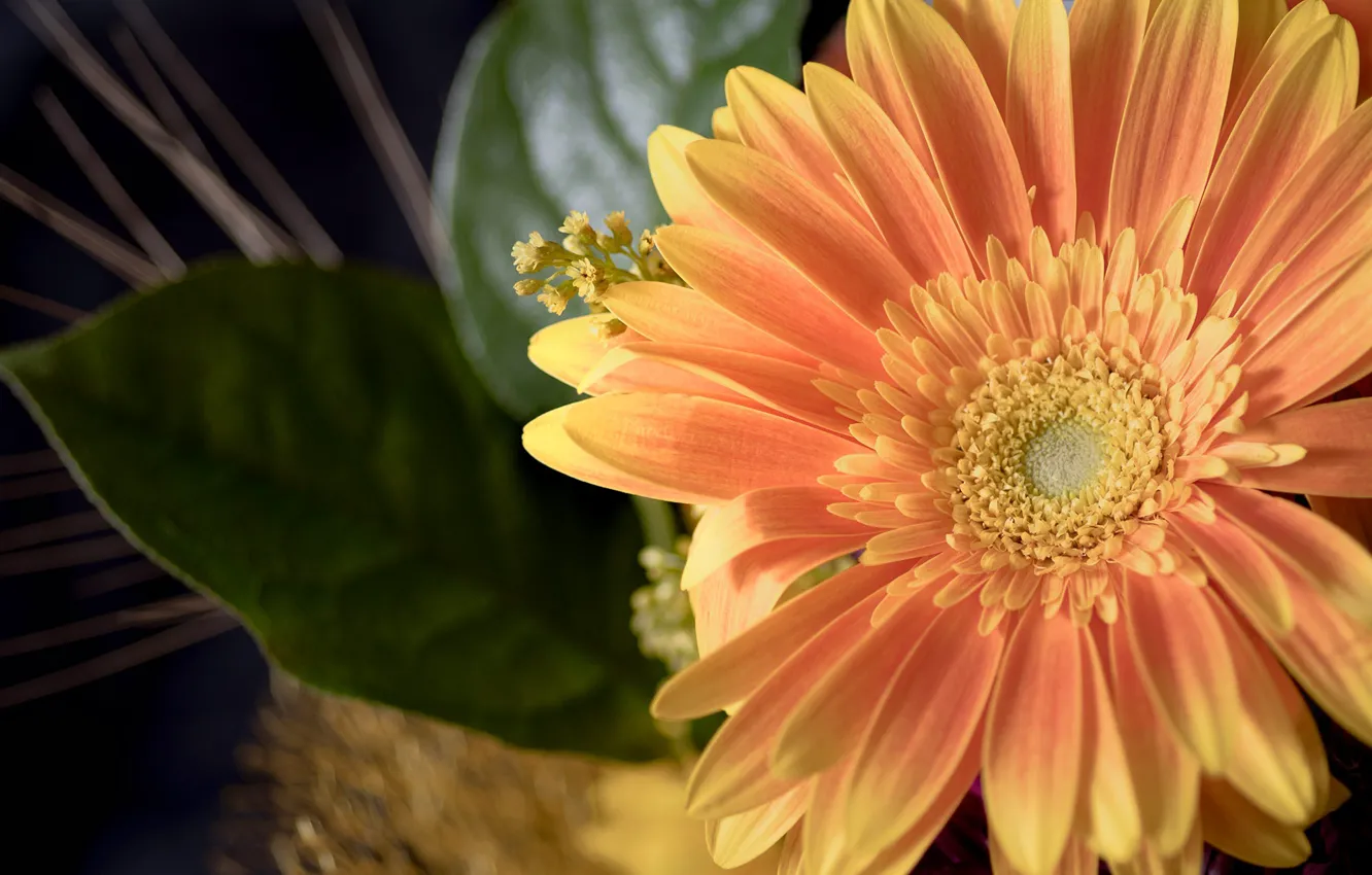 Photo wallpaper macro, petals, gerbera