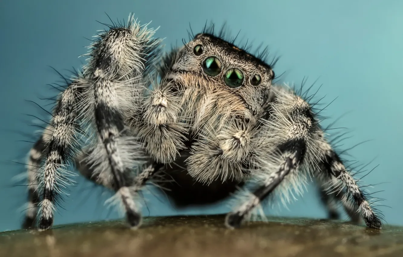 Photo wallpaper eyes, macro, pose, background, blue, legs, spider, hairy
