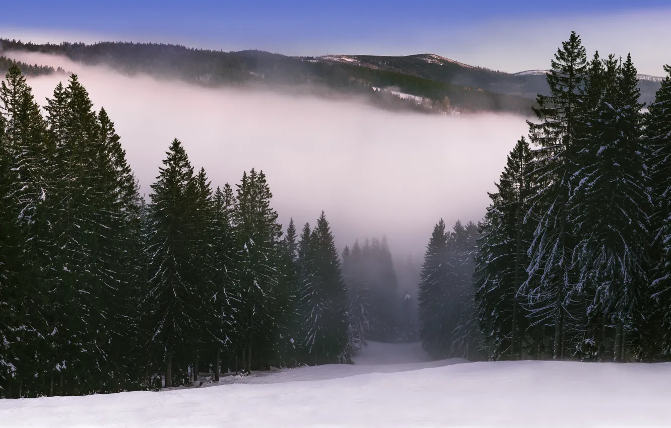 Photo wallpaper winter, forest, mountains