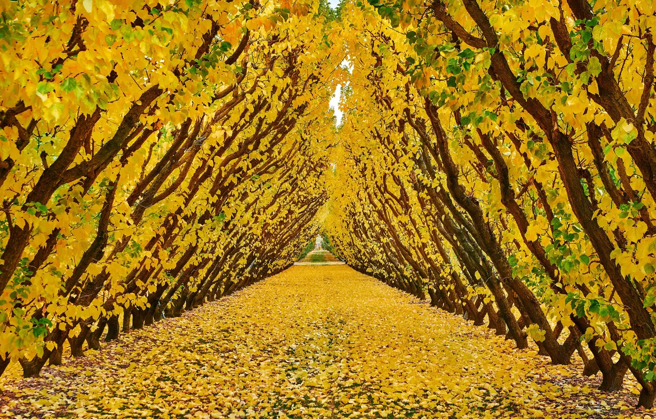 Photo wallpaper autumn, trees, foliage, garden, New Zealand, the tunnel, New Zealand, Cromwell