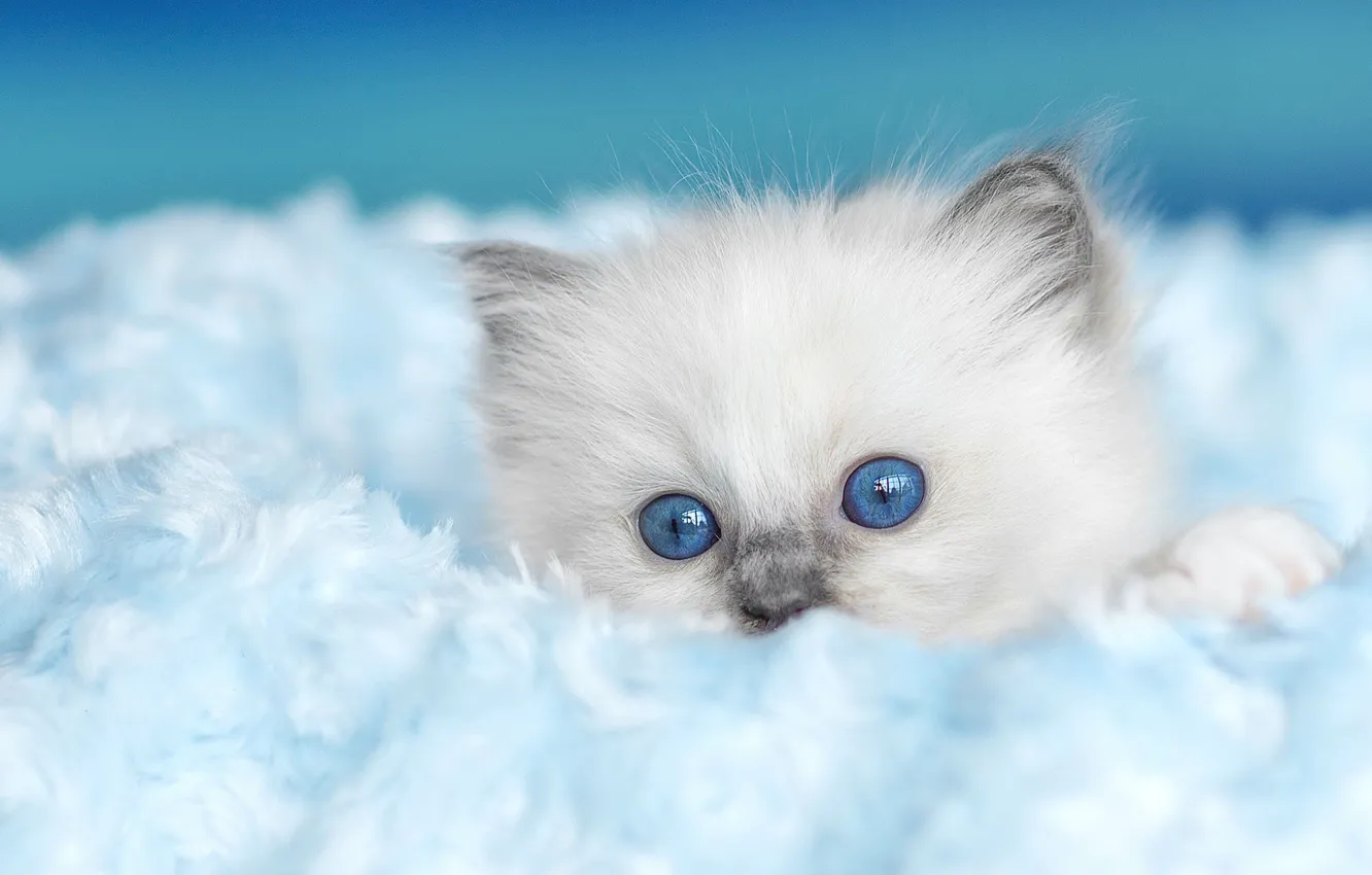 Photo wallpaper cat, kitty, background, fluffy, fur, face, blue-eyed, ragdoll