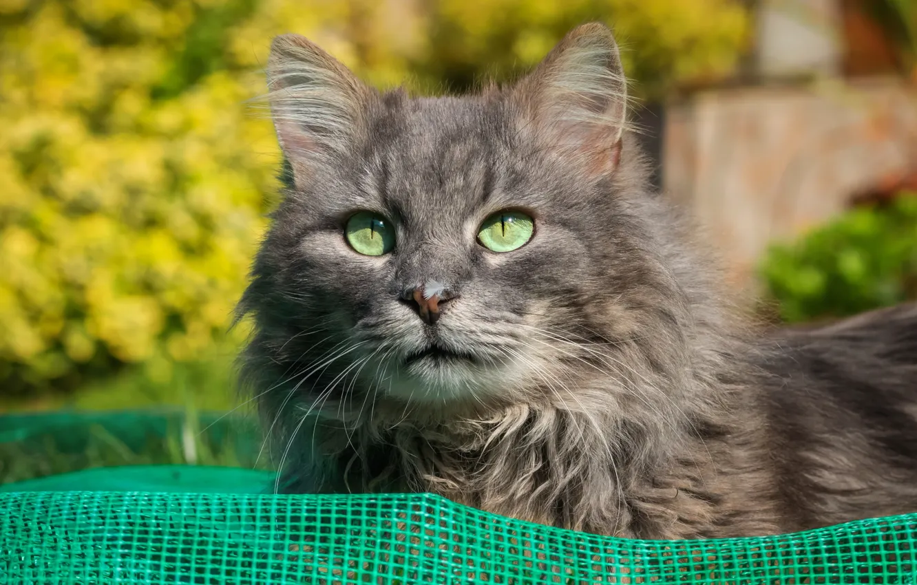 Photo wallpaper cat, cat, look, light, nature, grey, background, mesh