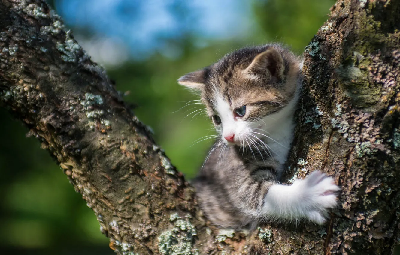 Photo wallpaper baby, kitty, on the tree