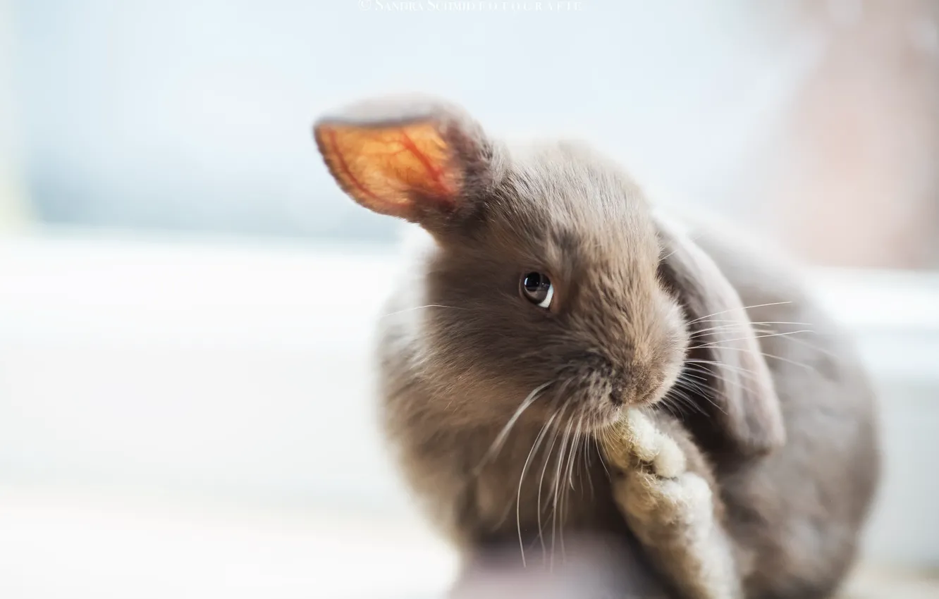 Photo wallpaper look, background, rabbit