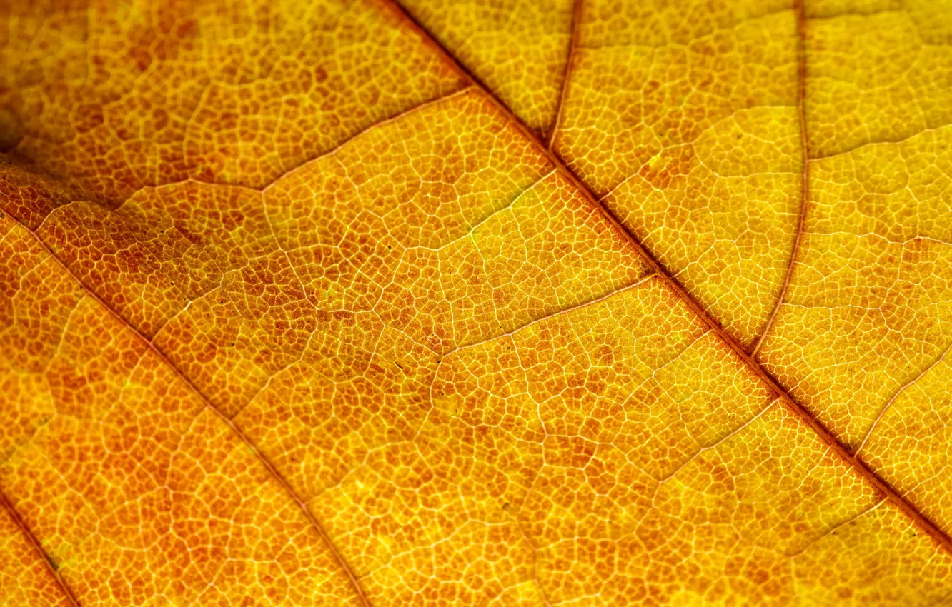 Photo wallpaper golden, autumn, leaf
