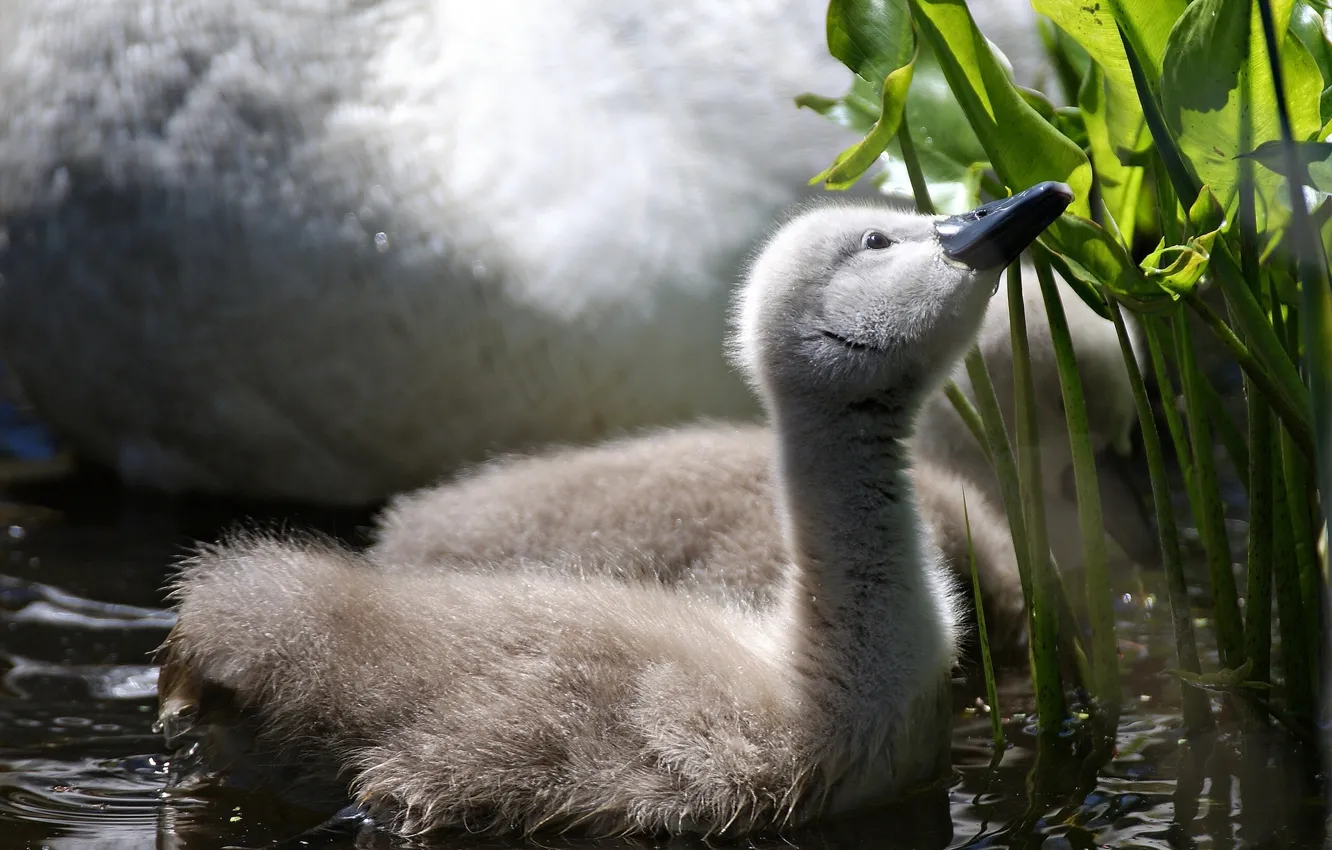 Photo wallpaper leaves, swans, Chicks