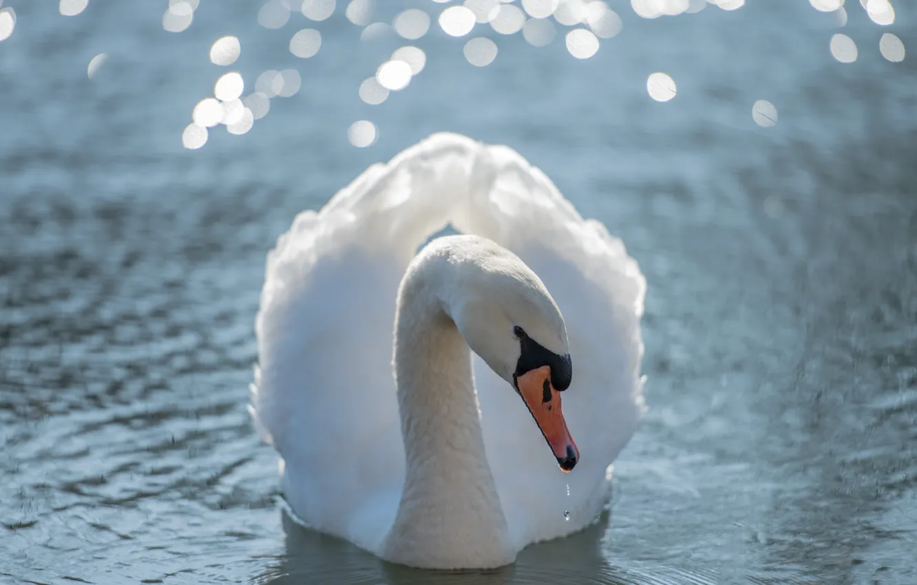 Photo wallpaper white, water, pose, glare, bird, swans, pond, swimming