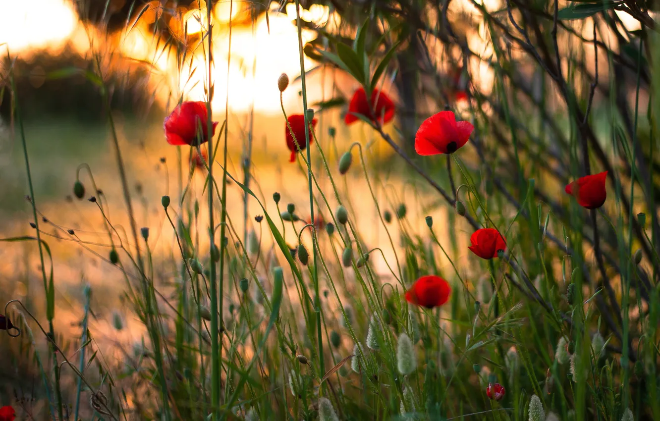 Photo wallpaper field, grass, light, sunset, flowers, Mac, Maki, red