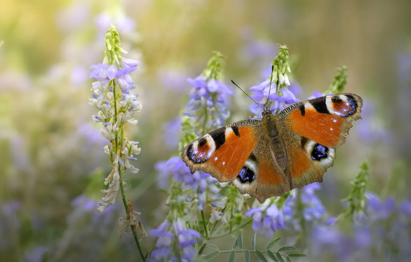 Photo wallpaper flowers, macro, Emperor moth, insect, butterfly, summer
