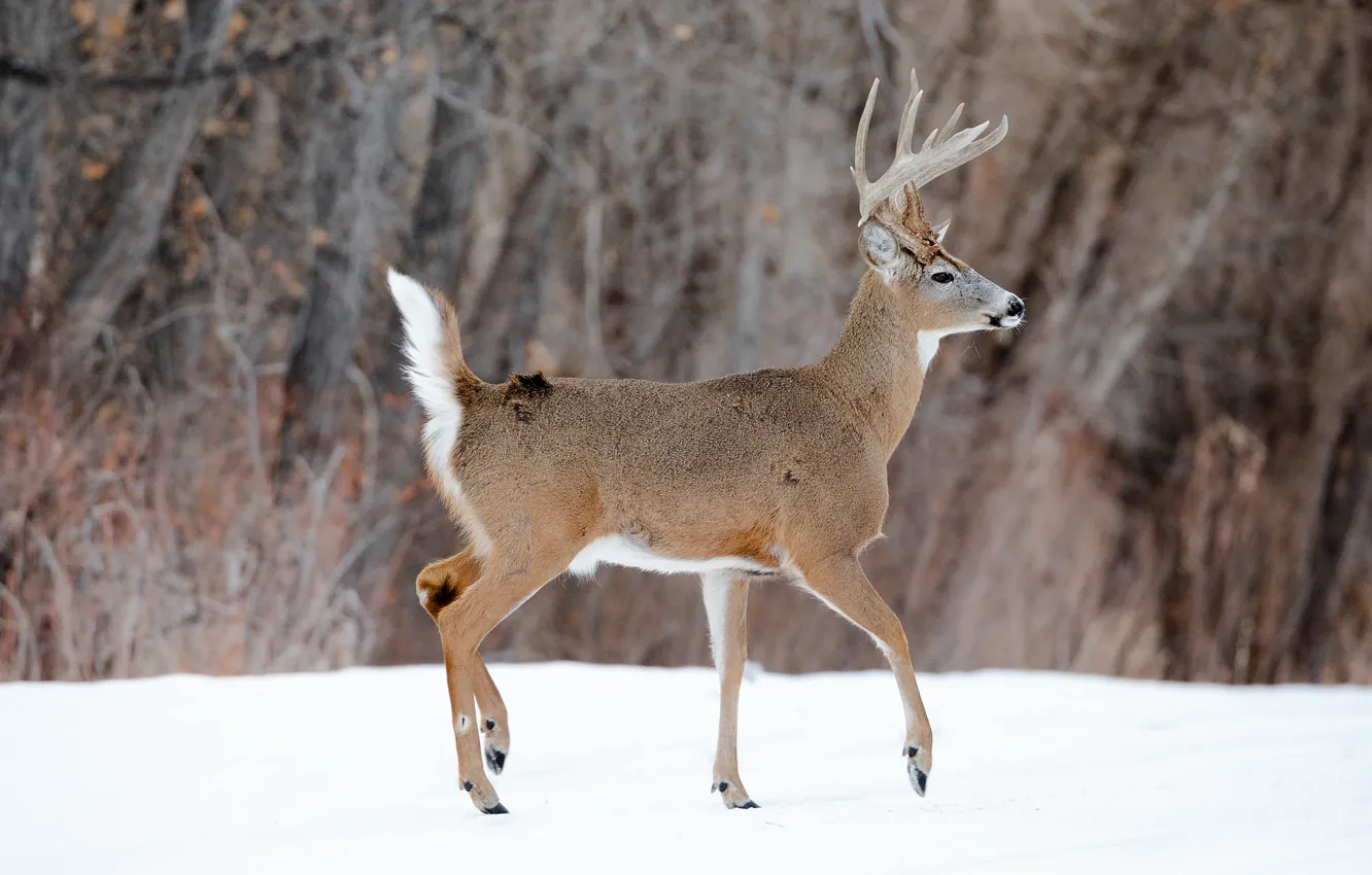 Photo wallpaper winter, forest, snow, branches, deer, profile