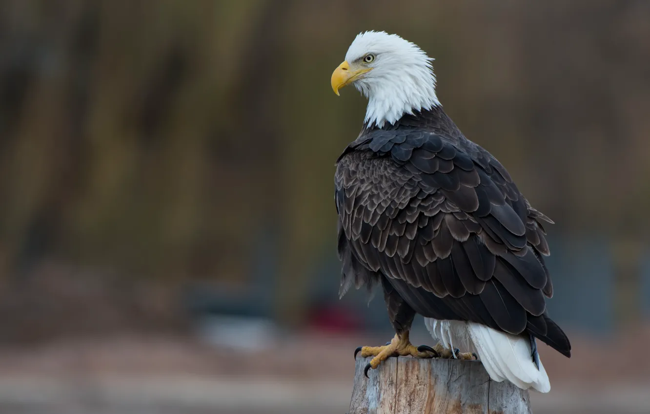 Photo wallpaper nature, background, bird, posts, Orlan, predatory, bald eagle