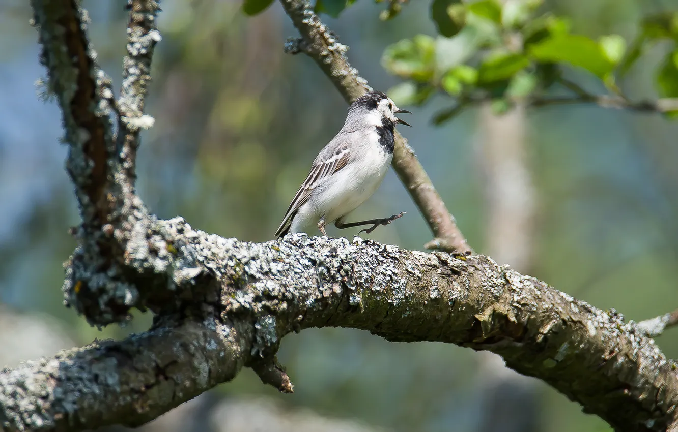 Photo wallpaper bird, sings, photohunt, Wagtail