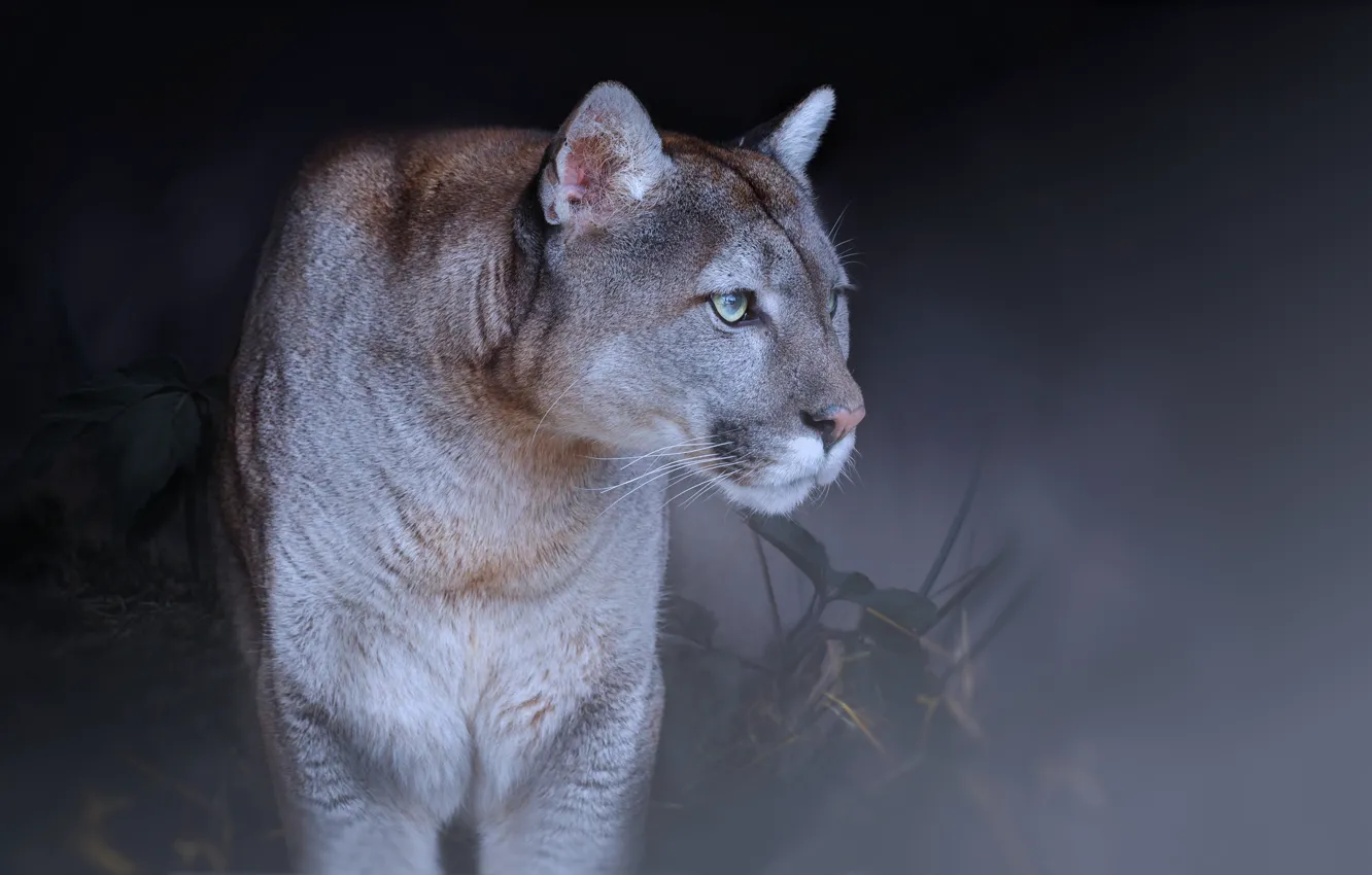 Photo wallpaper cat, background, Puma