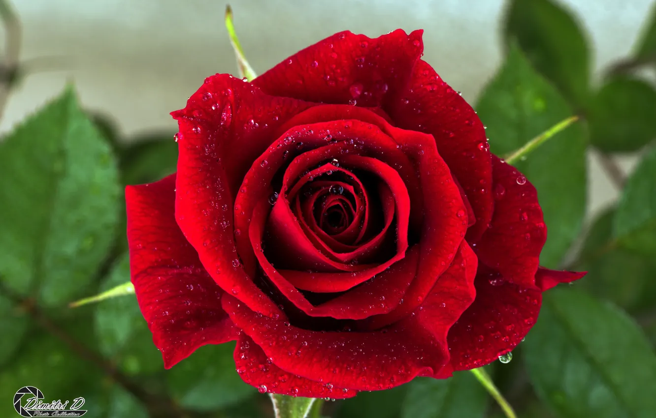 Photo wallpaper leaves, roses, petals, rose, buds, flowering, leaves, petals