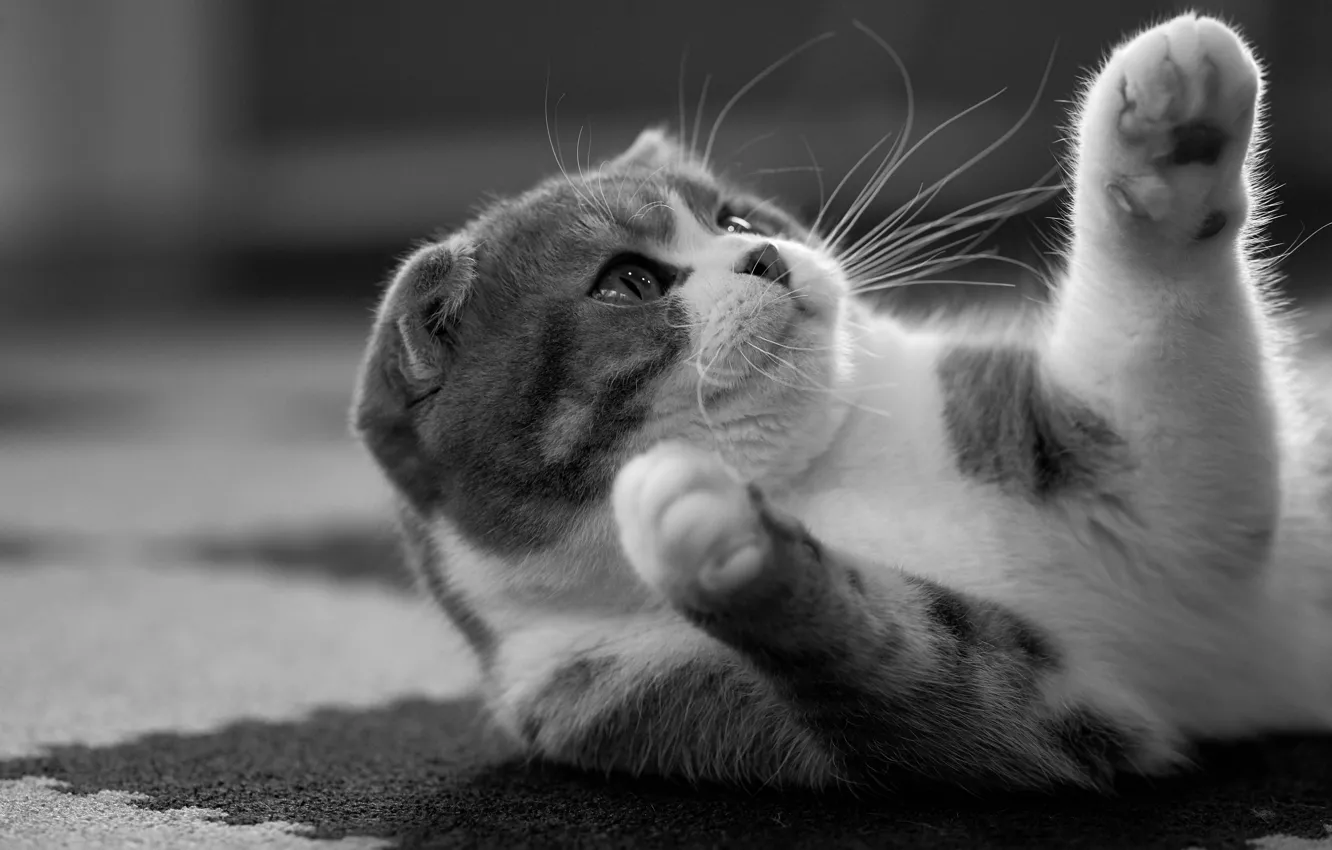 Photo wallpaper cat, cat, legs, black and white, monochrome, Scottish fold, Scottish fold cat