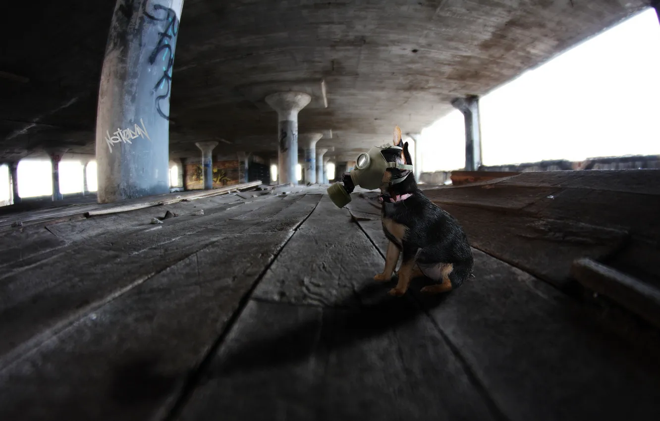 Photo wallpaper each, dog, gas mask