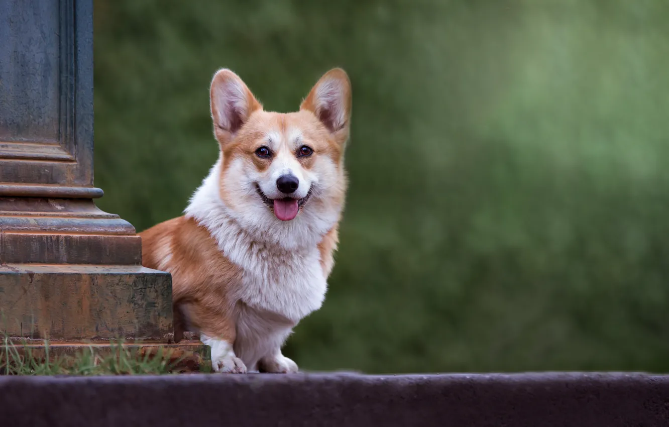 Photo wallpaper look, dog, Corgi