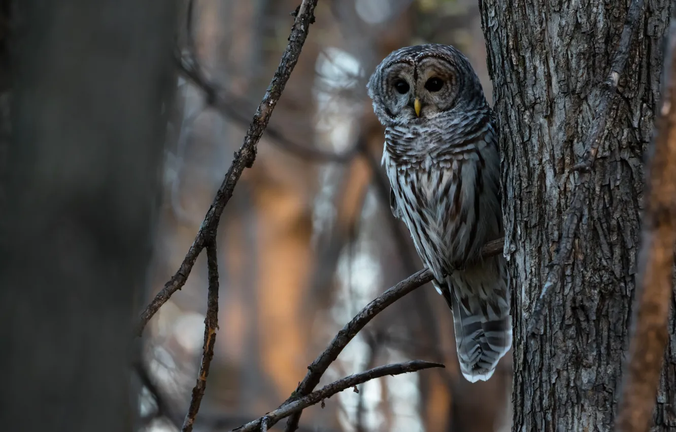Photo wallpaper forest, look, trees, branches, grey, background, owl, bird