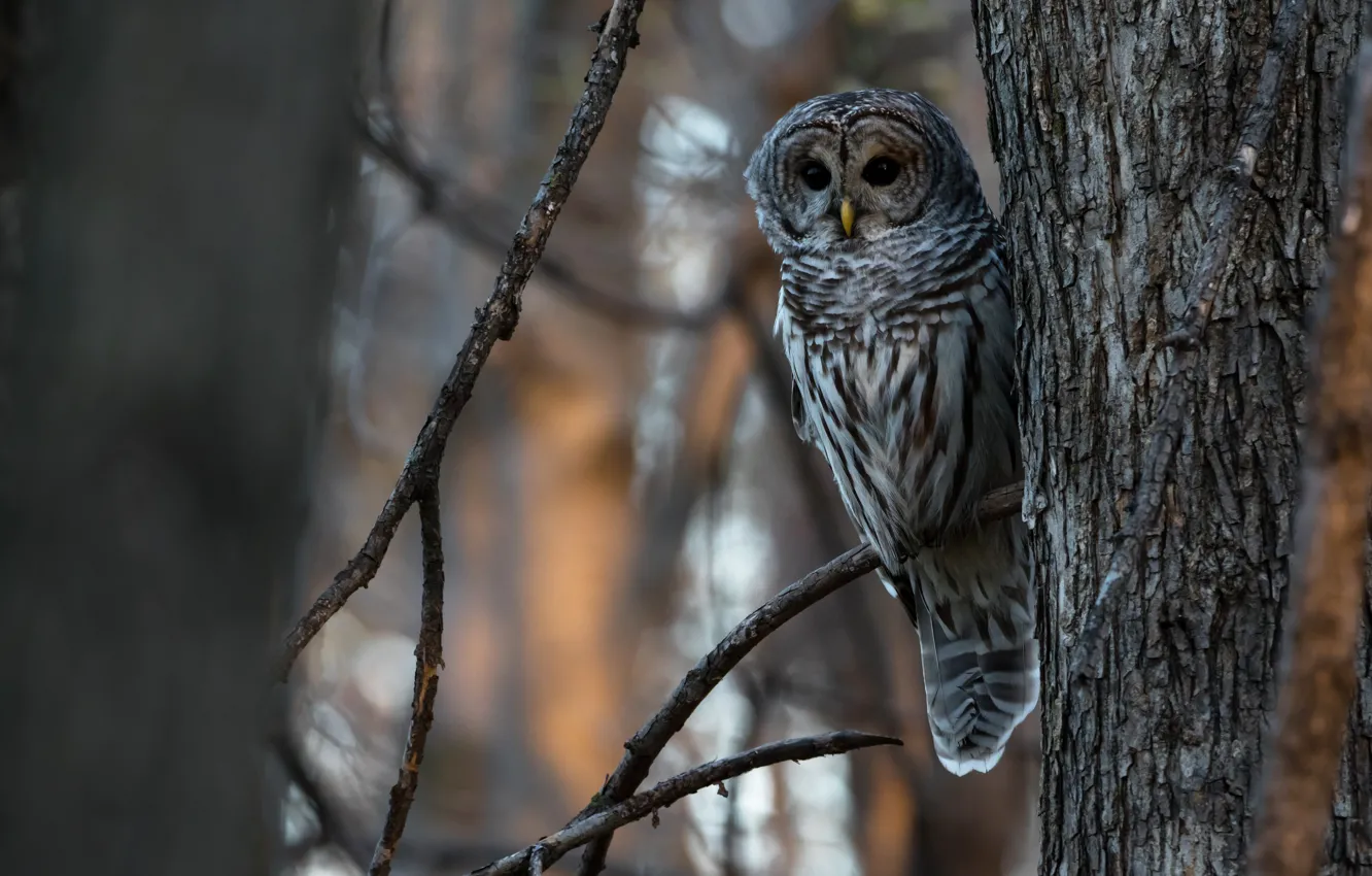 Photo wallpaper forest, look, branches, background, tree, owl, bird, trunk