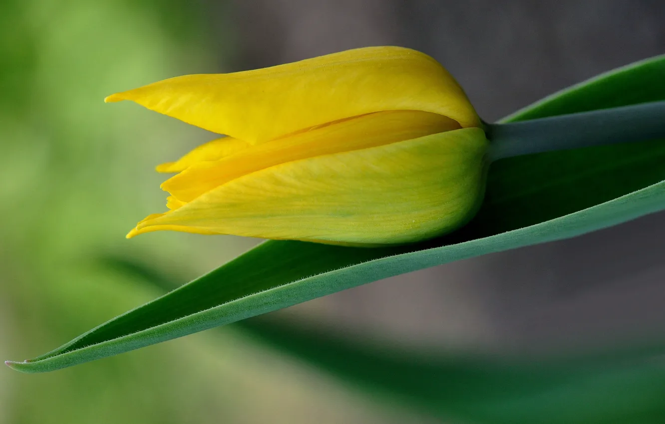 Photo wallpaper yellow, Tulip, Bud
