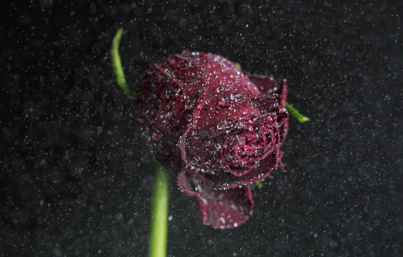 Photo wallpaper drops, flowers, rain, roses