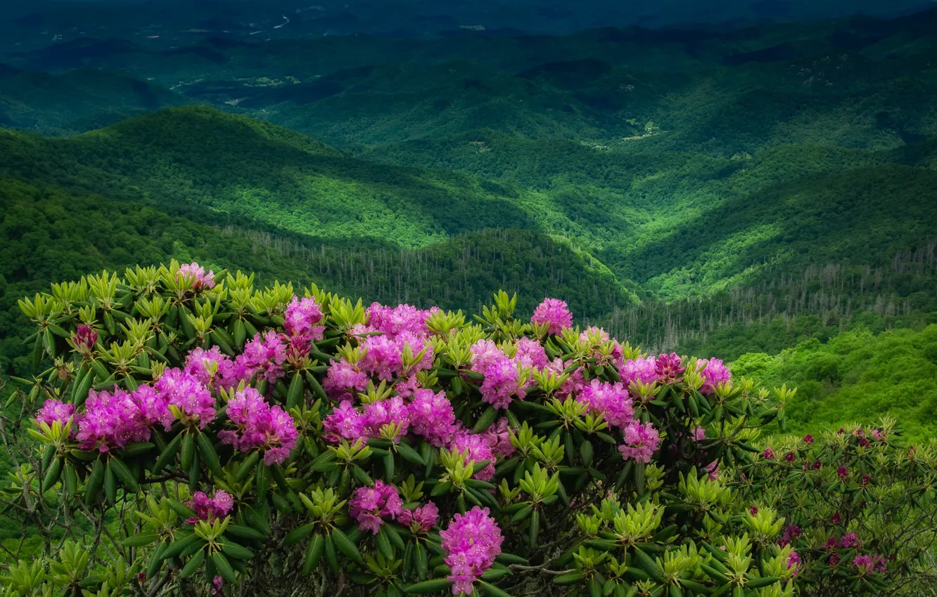 Photo wallpaper flowers, hills, rhododendrons
