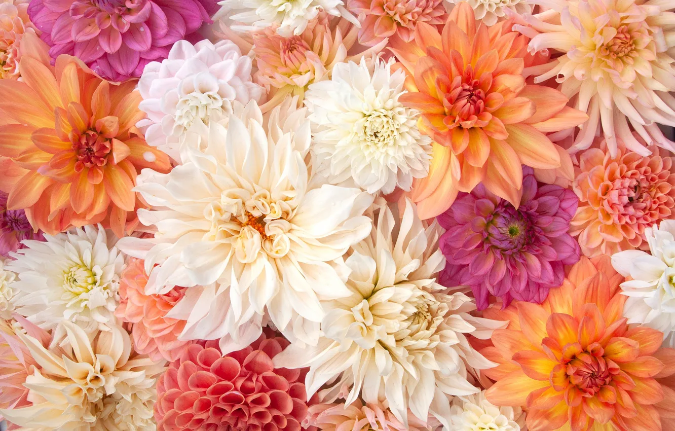 Photo wallpaper flowers, orange, petals, white, different, a lot, composition, dahlias