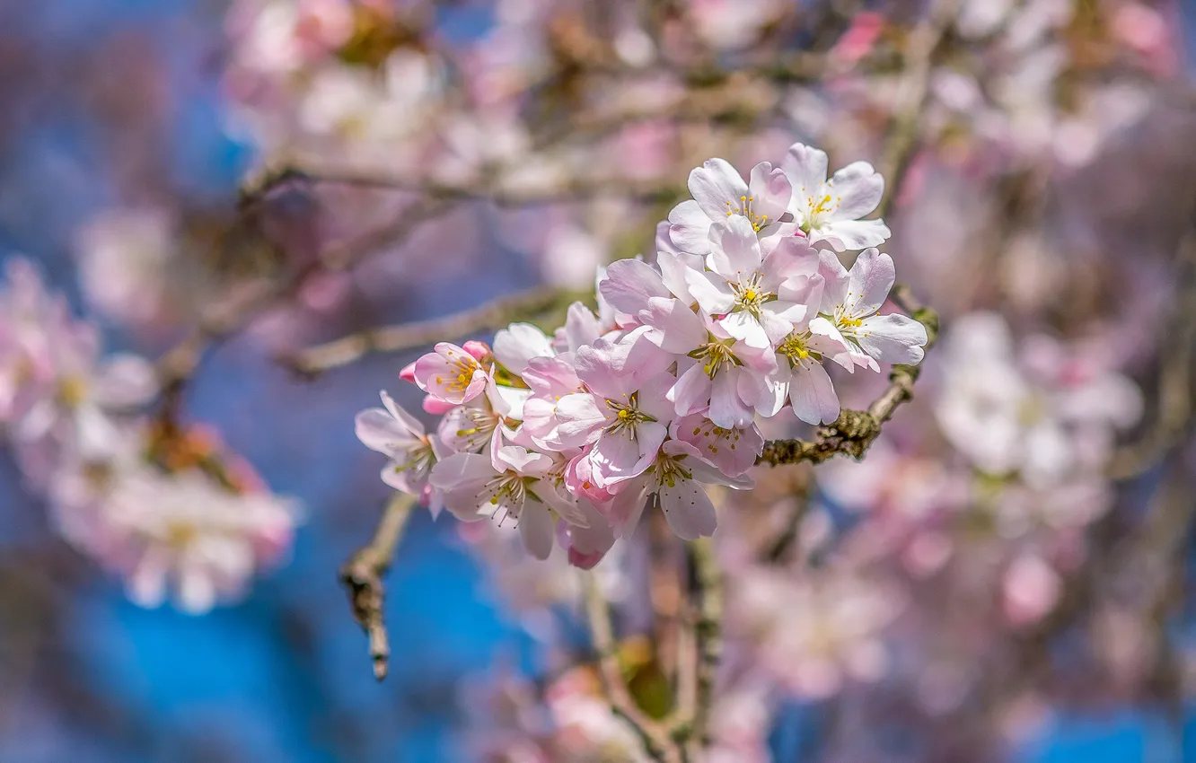 Photo wallpaper flowers, branches, cherry, spring, flowering, blue background, bokeh