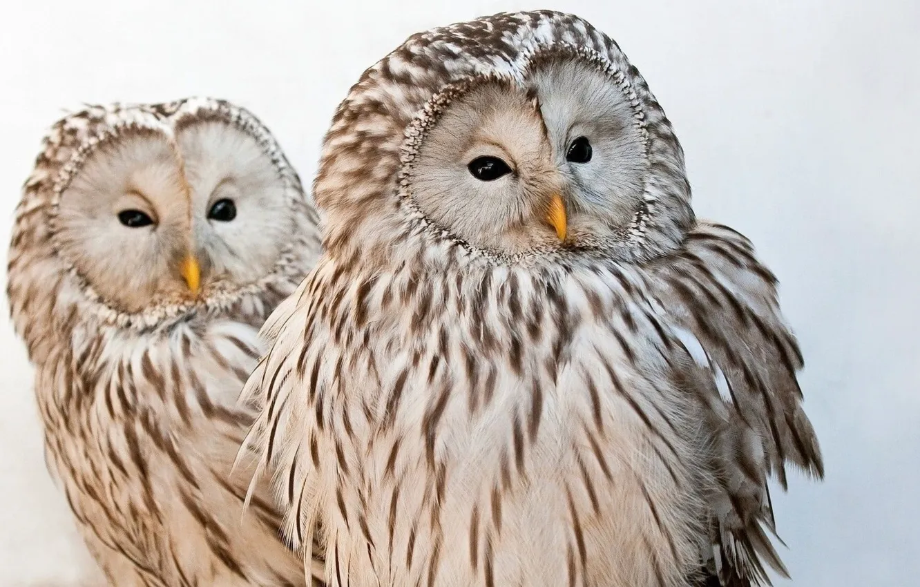 Photo wallpaper animals, birds, animal themes, two white and brown owl figurines