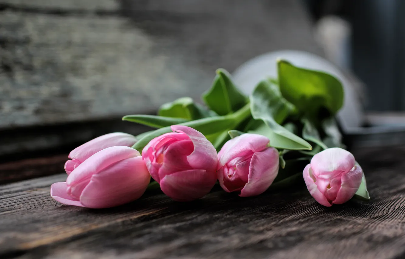 Photo wallpaper flowers, petals, tulips, pink