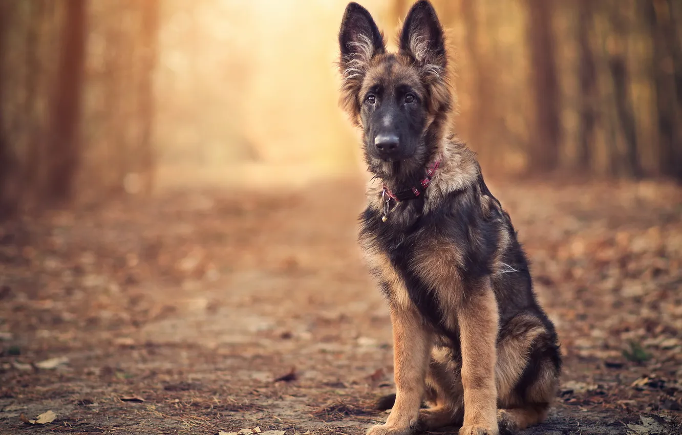 Photo wallpaper look, each, dog