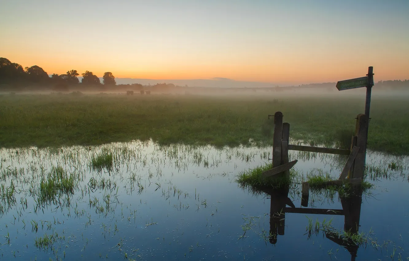 Photo wallpaper grass, water, the sun, trees, fog, swamp, morning, index