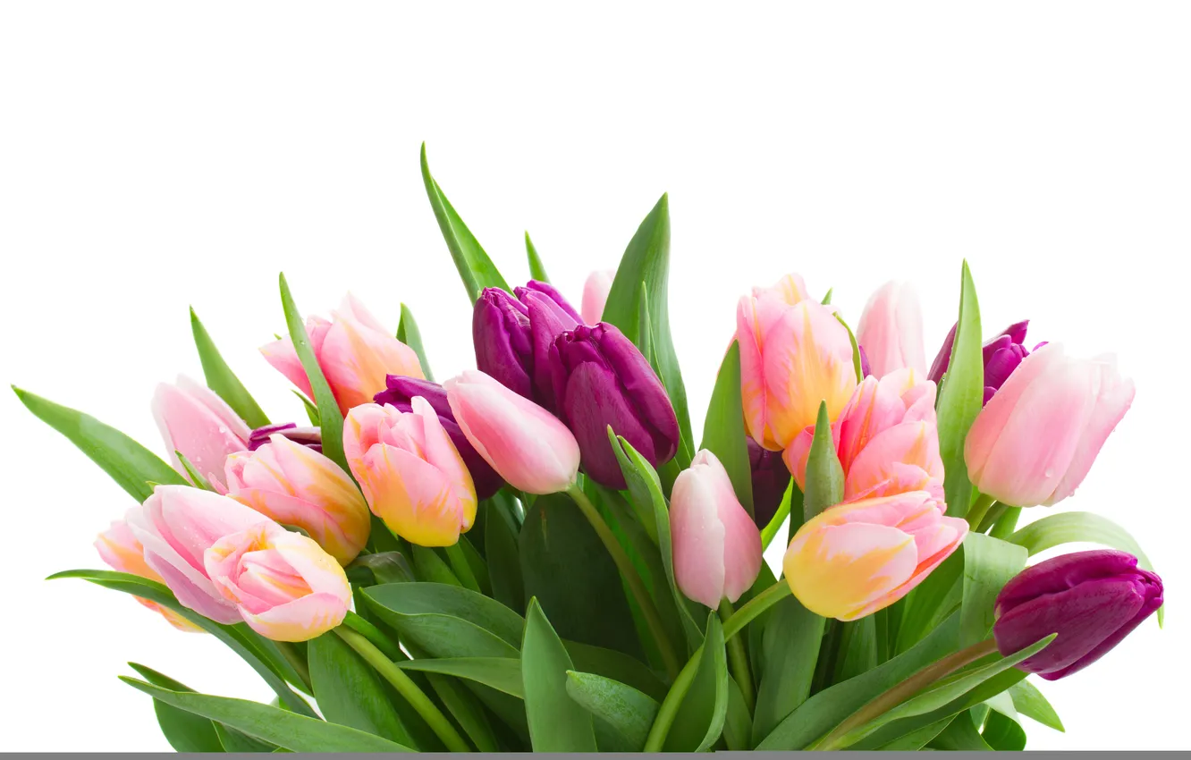 Photo wallpaper flowers, petals, tulips