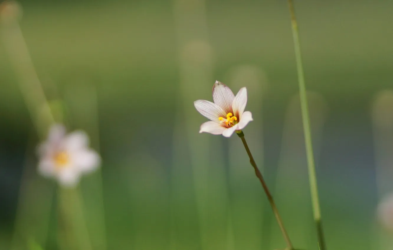 Photo wallpaper greens, macro, flowers, field, Zephyranthes candida