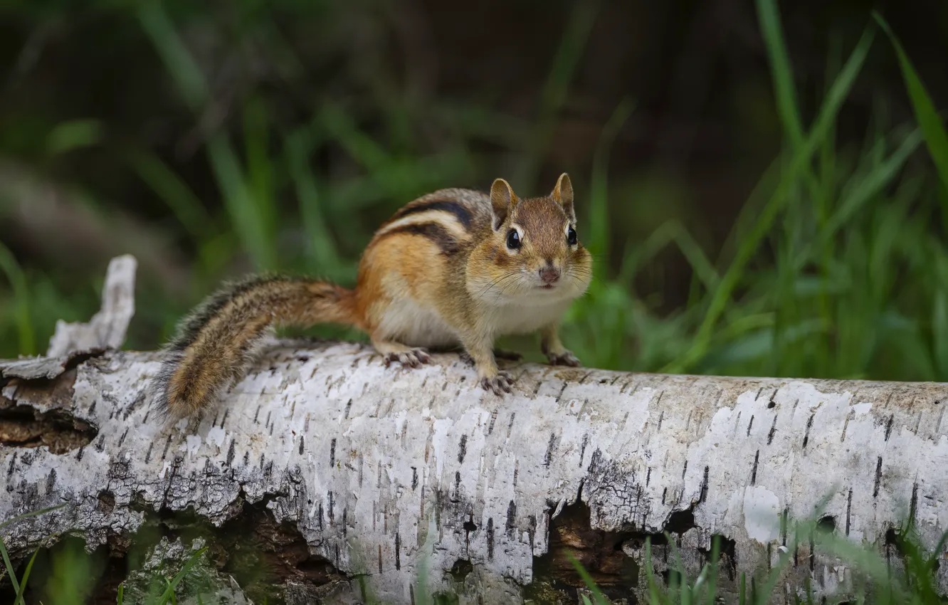 Photo wallpaper grass, look, Chipmunk, log, rodent