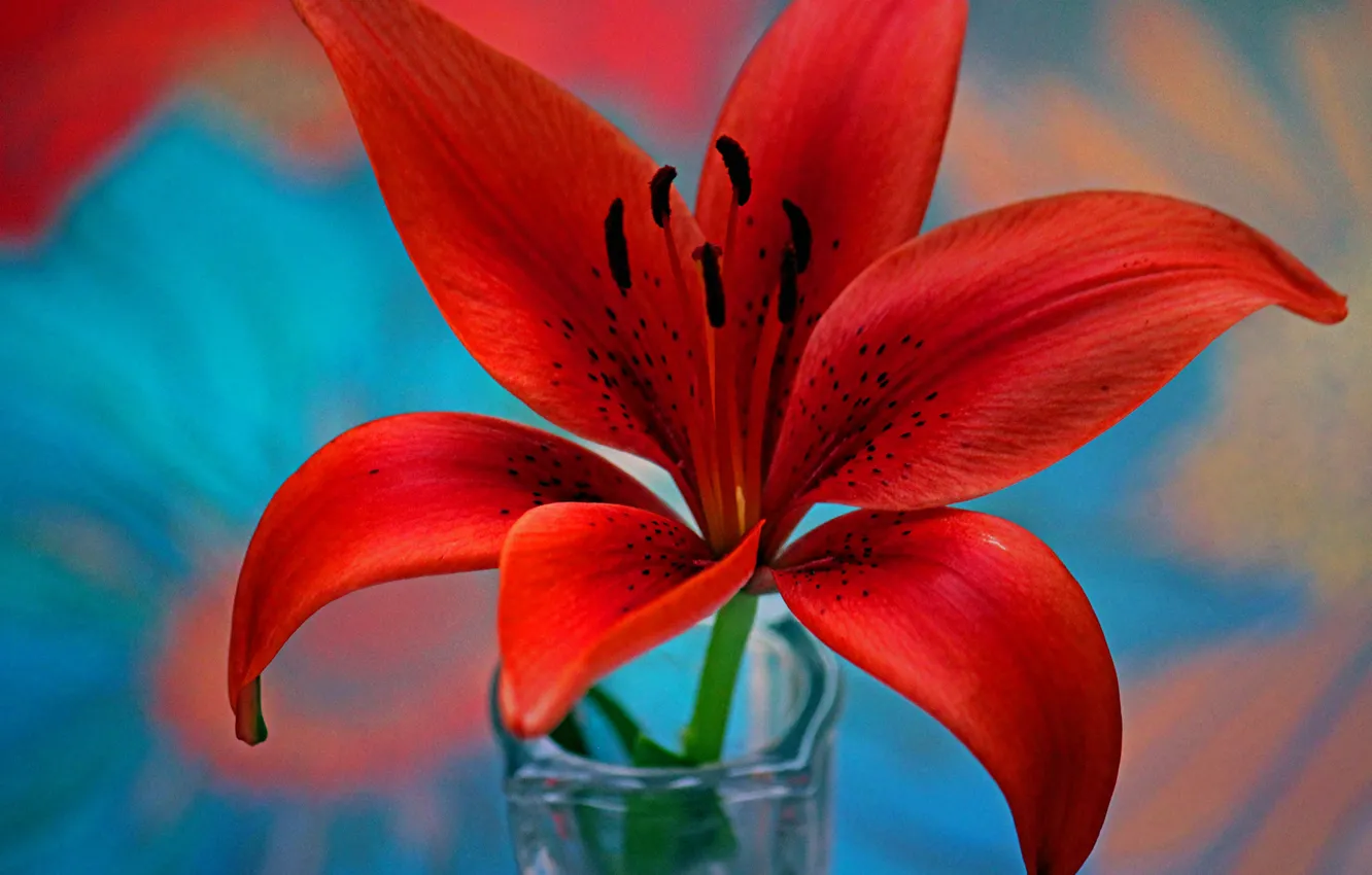 Photo wallpaper flowers, Lily, petals, stamens